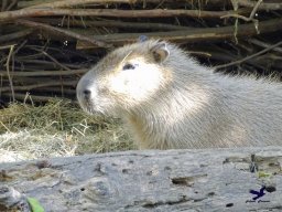 Tiergarten Schönbrunn am 20.10.2025